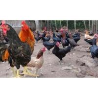 Gambar new Readyy TELUR TETAS FERTIL AYAM KUB 2 JANAKA MURNI dari torpedoXL undefined 1 Tokopedia