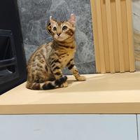 Gambar kucing bengal curl bengal dari karebetcat2 undefined 3 Tokopedia