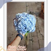 Gambar Bunga Hortensia Biru 1 ikat dari Melati Florist Bogor undefined 1 Tokopedia