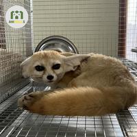 Gambar Fennec Fox/Male/Exotic Fox dari Animallsid undefined 1 Tokopedia