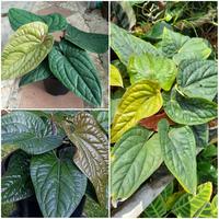 Gambar Tanaman Anthurium Sirih / Anthurium Radicans / Anthurium Luxurians dari Rocketfield Plantary undefined 5 Tokopedia