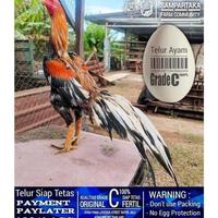 Gambar Terlaris | Terbesar | Terlengkap Ayam Bangkok Ekor Lidi Hias Super Wirkun Telur Siap Tetas Grade C No Seri 0019 Asli | Real Stock dari torpedoXL undefined 2 Tokopedia