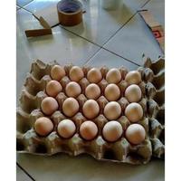 Gambar new Readyy TELUR TETAS FERTIL AYAM KUB 2 JANAKA MURNI dari torpedoXL undefined 2 Tokopedia