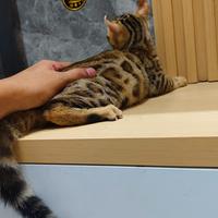 Gambar kucing bengal curl bengal dari karebetcat2 undefined 2 Tokopedia