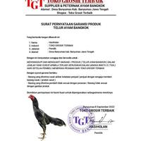 Gambar Ayam Bangkok asli pakhoy brutal pukul keras perusak telur tetas dari torpedoXL undefined 2 Tokopedia