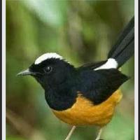 Gambar BURUNG MURAI AVATAR JANTAN BANDUNG dari Abadi Bird Bandung undefined 1 Tokopedia