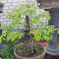 Gambar Bonsai bahan mustam Diospyros montana T=35cm up dari wire industries undefined 1 Tokopedia