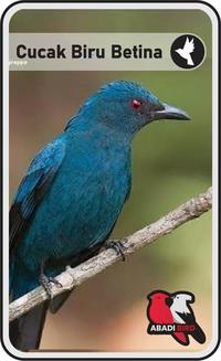 Gambar BURUNG CUCAK BIRU BANDUNG dari Abadi Bird Bandung undefined 1 Tokopedia