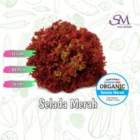 Gambar Selada merah fresh termurah - 250gr dari Soserba Magelang undefined 1 Tokopedia