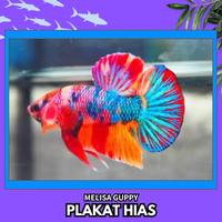 Gambar Ikan Hias Cupang Plakat Warna Warni / Betta Plakat Hias Warna - BELI 3 BONUS 1 dari Melisa Guppy undefined 1 Tokopedia