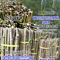 Gambar Paket 10 Batang Bibit Stek Telo Papua Singkong Papua Pakan Ternak Nutrisi Tinggi Serat Merah dari BBStore57 undefined 2 Tokopedia