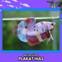 Gambar Ikan Hias Cupang Plakat Warna Warni / Betta Plakat Hias Warna - BELI 3 BONUS 1 dari Melisa Guppy undefined 2 Tokopedia