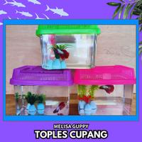 Gambar [SIZE A] Toples Cupang Akrilik / Akuarium Mini Cupang Cantik / Aquarium Kecil dari Melisa Guppy undefined 2 Tokopedia