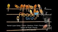 Gambar BURUNG KENARI LOPER GELAP CIBINONG dari Abadi Bird Cibinong undefined 1 Tokopedia
