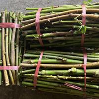 Gambar Paket 10 Batang Bibit Stek Telo Papua Singkong Papua Pakan Ternak Nutrisi Tinggi Serat Merah dari BBStore57 undefined 5 Tokopedia