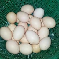 Gambar telur fertil ayam Kub 2 janaka dari bibit unggul bogor undefined 1 Tokopedia