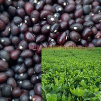 Gambar Benih Unggul Kacang Bogor 100 Biji dari Urban Store undefined 5 Tokopedia