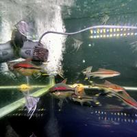 Gambar IKAN HIAS PUNTIUS DENISONI dari zain predatorfish undefined 3 Tokopedia
