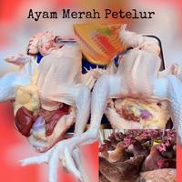 Gambar Ayam petelur 1 ekor berat 1300gr - 1300 dari Refrozenfood undefined 1 Tokopedia