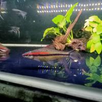 Gambar IKAN HIAS PUNTIUS DENISONI dari zain predatorfish undefined 2 Tokopedia