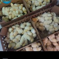 Gambar doc ayam broiler/anak ayam broiler / bibit ayam broiler/ternak ayam broiler termurah medan dari BUAHSEGARMEDAN undefined 1 Tokopedia