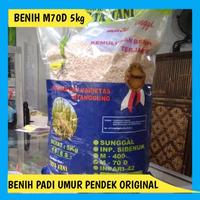 Gambar ORIGINAL Benih Padi M70D 5kg Padi M 70D Umur Pendek Genjah Padi Unggul dari CV CONFLATE undefined 2 Tokopedia