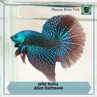 Gambar Wild Betta Alien Halfmoon dari Nacyta Betta Fish undefined 1 Tokopedia