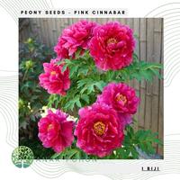 Gambar Benih Bibit Biji - Bunga Peony Pink Cinnabar (Paeonia lactiflora) Color Mixed Flower Seeds - IMPORT dari Anak Pohon undefined 1 Tokopedia