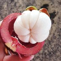 Gambar READY STOK! bibit tanaman buah manggis super [bisa berbuah di dalam pot] dari Grinhome undefined 5 Tokopedia