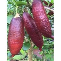 Gambar READY STOK! Bibit Tanaman Buah Jeruk Red Finger lime Import / jeruk delima dari Grinhome undefined 1 Tokopedia