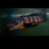 Gambar ikan channa maru red lempuyang 55cm jumbo realpict WC dari bettalimalima undefined 1 Tokopedia