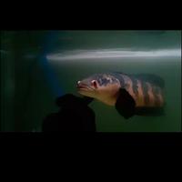 Gambar ikan channa maru red lempuyang 55cm jumbo realpict WC dari bettalimalima undefined 2 Tokopedia