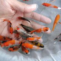 Gambar paketan bibit ikan koi isi 17ekor ( GOJEK ONLY ) dari otaku'chan guppy undefined 2 Tokopedia