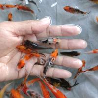 Gambar paketan bibit ikan koi isi 17ekor ( GOJEK ONLY ) dari otaku'chan guppy undefined 1 Tokopedia