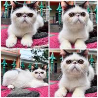 Gambar Kucing exotic peaknose/persia lucu/peaknose murah dari lunacathousemalang undefined 1 Tokopedia