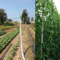 Gambar Premium 100M Jaring Rambatan Tanaman Buah Merambat Plant Climbing Net kebun buah anggur/Jaring pagar kebun untuk Tanaman Merambat, Mentimun, Kacang, Kacang, Sayuran /Jaring Pagar Ayam kebun /Lanjaran Tanaman Merambat / Jaring Net rambatan Tanaman Untuk - 2M dari The Senza Store undefined 5 Tokopedia