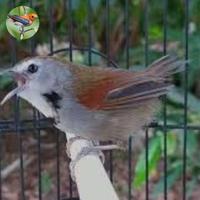 Gambar burung tepus pipi perak pilihan - betina dari antosaprudin undefined 2 Tokopedia
