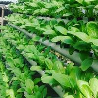 Gambar Benih Sawi GREEN PUTSOI [ 20 Gram ] TAFUNG TA FUNG - Kemasan Pabrik 20g 20gr g gr sendok petsai pakcoy pakchoy dari Hijau Nusa Tani undefined 3 Tokopedia