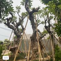Gambar Kamboja forsil di kios 26 dari hasi flora undefined 2 Tokopedia