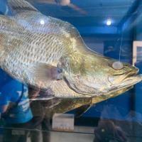 Gambar kakap putih hidup per kilo dari Mediterania Live Seafood Shop undefined 1 Tokopedia