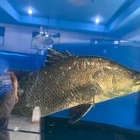 Gambar kakap putih hidup per kilo dari Mediterania Live Seafood Shop undefined 2 Tokopedia