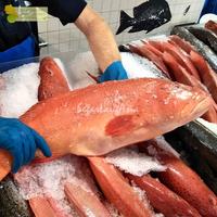 Gambar Ikan Kerapu 1Kg Ikan Kerapu Segar Ikan Kerapu Lodi Ikan Kerapu Merah Grouper Fish dari Segar Laut Asia undefined 2 Tokopedia