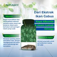 Gambar ALCHANNA Obat Herbal exstrsak gabus Membantu proses penyembuhan luka - 30 kapsul dari naturafitstore undefined 3 Tokopedia
