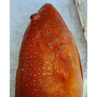 Gambar Ikan Kerapu 1Kg Ikan Kerapu Segar Ikan Kerapu Lodi Ikan Kerapu Merah Grouper Fish dari Segar Laut Asia undefined 3 Tokopedia