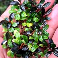 Gambar bucephalandra mini boyan full air per clump tanaman buce aquascape dari Explore Mart Bandung undefined 1 Tokopedia
