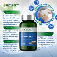 Gambar ALCHANNA Obat Herbal exstrsak gabus Membantu proses penyembuhan luka - 30 kapsul dari naturafitstore undefined 2 Tokopedia