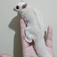 Gambar Fooper Anakan Sugar Glider Joey Joy Classic Grey White Face Leucistic Creamino Platinum Mosaic Mozaik dll - Classic Grey, Joey Betina dari Fooper undefined 2 Tokopedia
