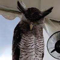 Gambar Bubo sumatranus / owl bubo / burung hantu bubo dari AnugrahPets undefined 1 Tokopedia