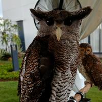 Gambar Bubo sumatranus / owl bubo / burung hantu bubo dari AnugrahPets undefined 2 Tokopedia