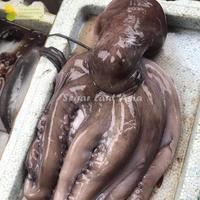 Gambar Gurita Segar Octopus 1Kg Gurita Octopus dari Segar Laut Asia undefined 5 Tokopedia